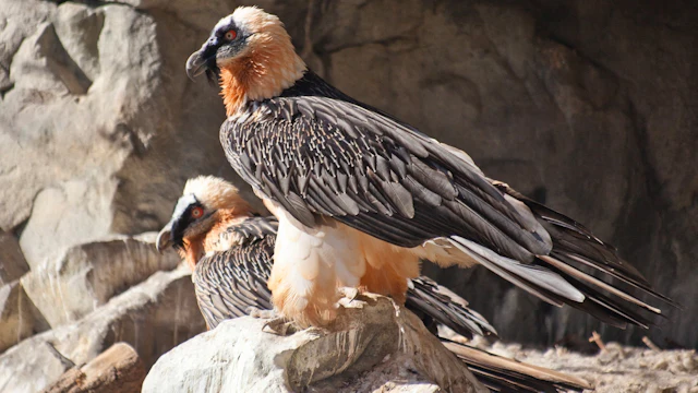 Alpenzoo Innsbruck