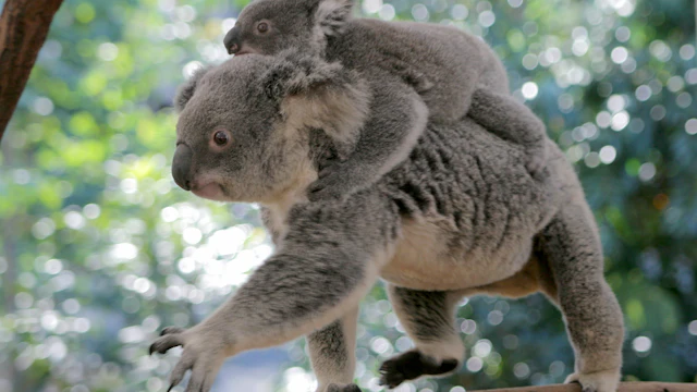 Lone Pine Koala Sanctuary