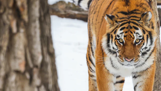 Wilder Institute/Calgary Zoo